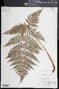 Dryopteris campyloptera image