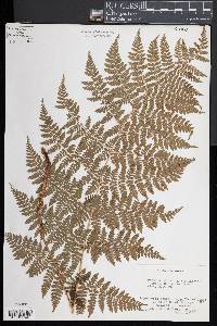 Dryopteris campyloptera image