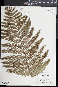 Dryopteris crassirhizoma image