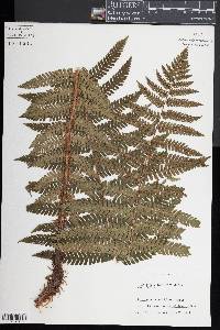 Dryopteris crassirhizoma image