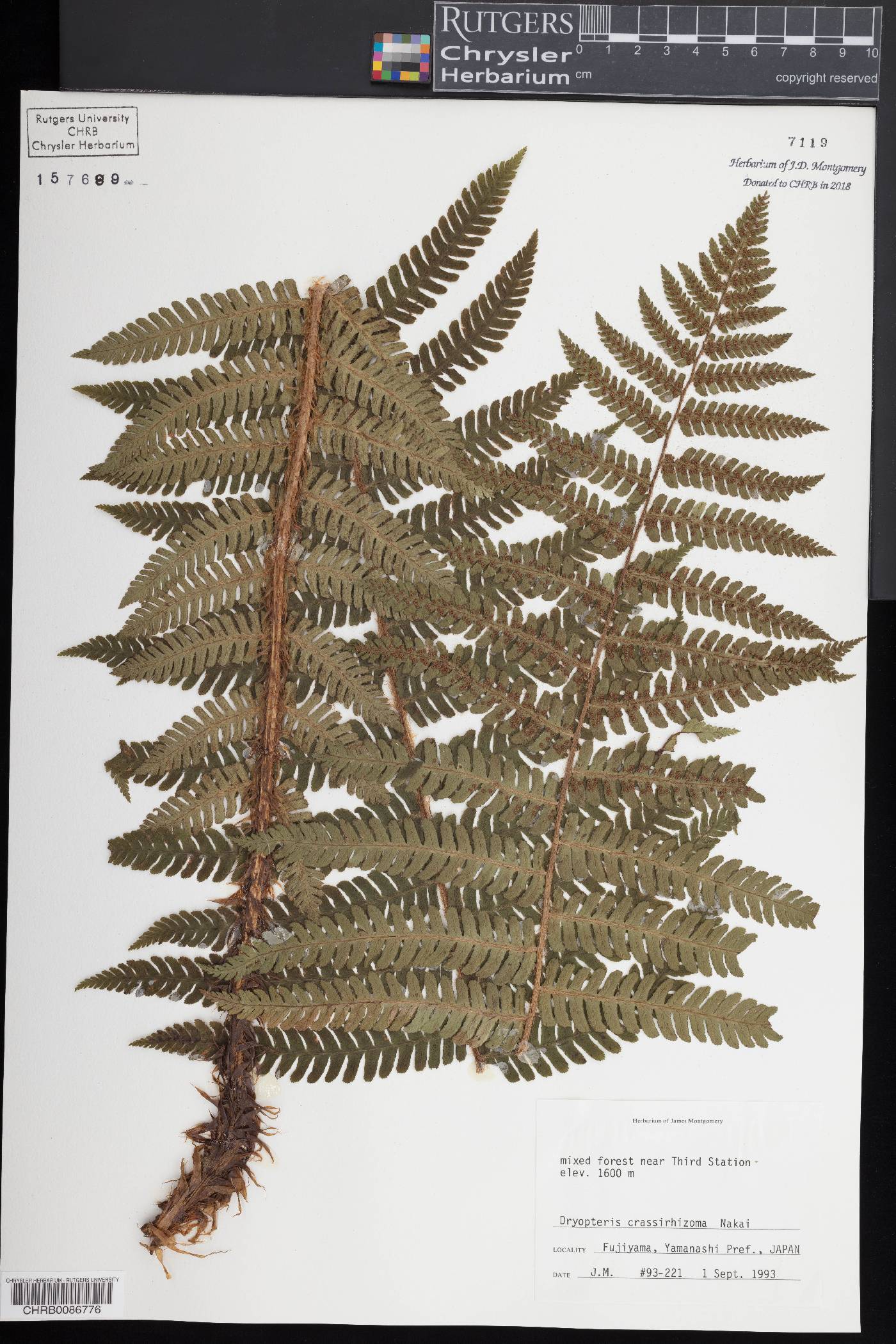 Dryopteris crassirhizoma image