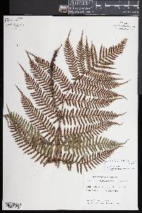 Dryopteris erythrosora image