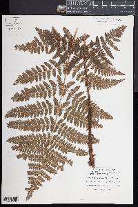 Dryopteris dilatata image