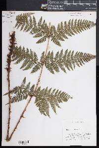 Dryopteris dilatata image