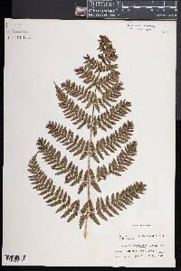 Dryopteris erythrosora image