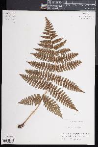 Dryopteris erythrosora image