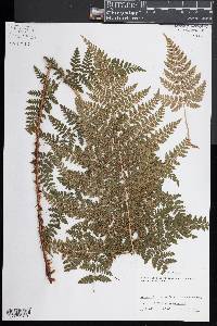 Dryopteris expansa image