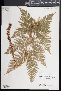 Dryopteris expansa image