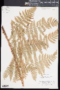 Dryopteris expansa image