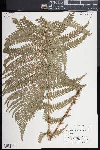 Dryopteris filix-mas image