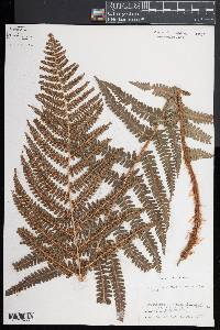 Dryopteris filix-mas image