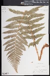 Dryopteris filix-mas image