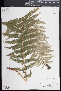 Dryopteris filix-mas image