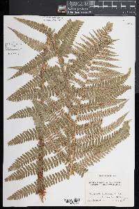 Dryopteris filix-mas image