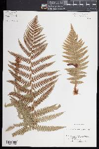 Dryopteris filix-mas image