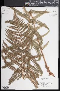 Dryopteris filix-mas image