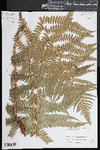 Dryopteris filix-mas image