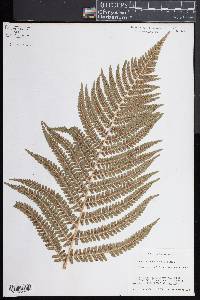 Dryopteris filix-mas image