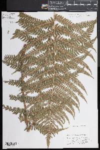 Dryopteris filix-mas image