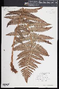 Dryopteris filix-mas image