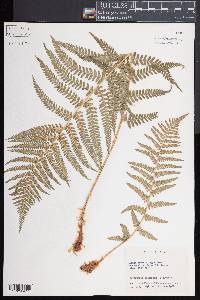 Dryopteris filix-mas image