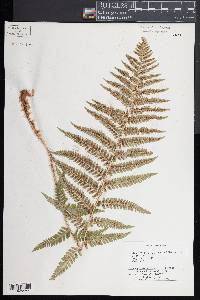 Dryopteris filix-mas image