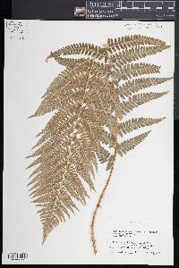 Dryopteris filix-mas image