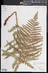 Dryopteris filix-mas image