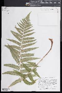 Dryopteris filix-mas image