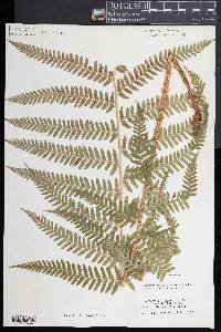 Dryopteris filix-mas image