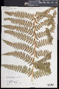 Dryopteris filix-mas image