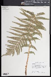 Dryopteris filix-mas image