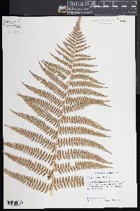 Dryopteris filix-mas image