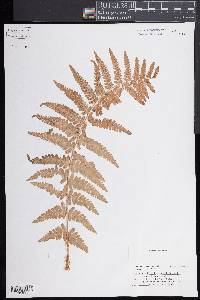 Dryopteris filix-mas image