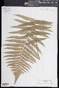 Dryopteris filix-mas image