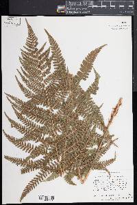 Dryopteris filix-mas image