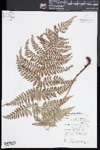 Dryopteris intermedia subsp. maderensis image