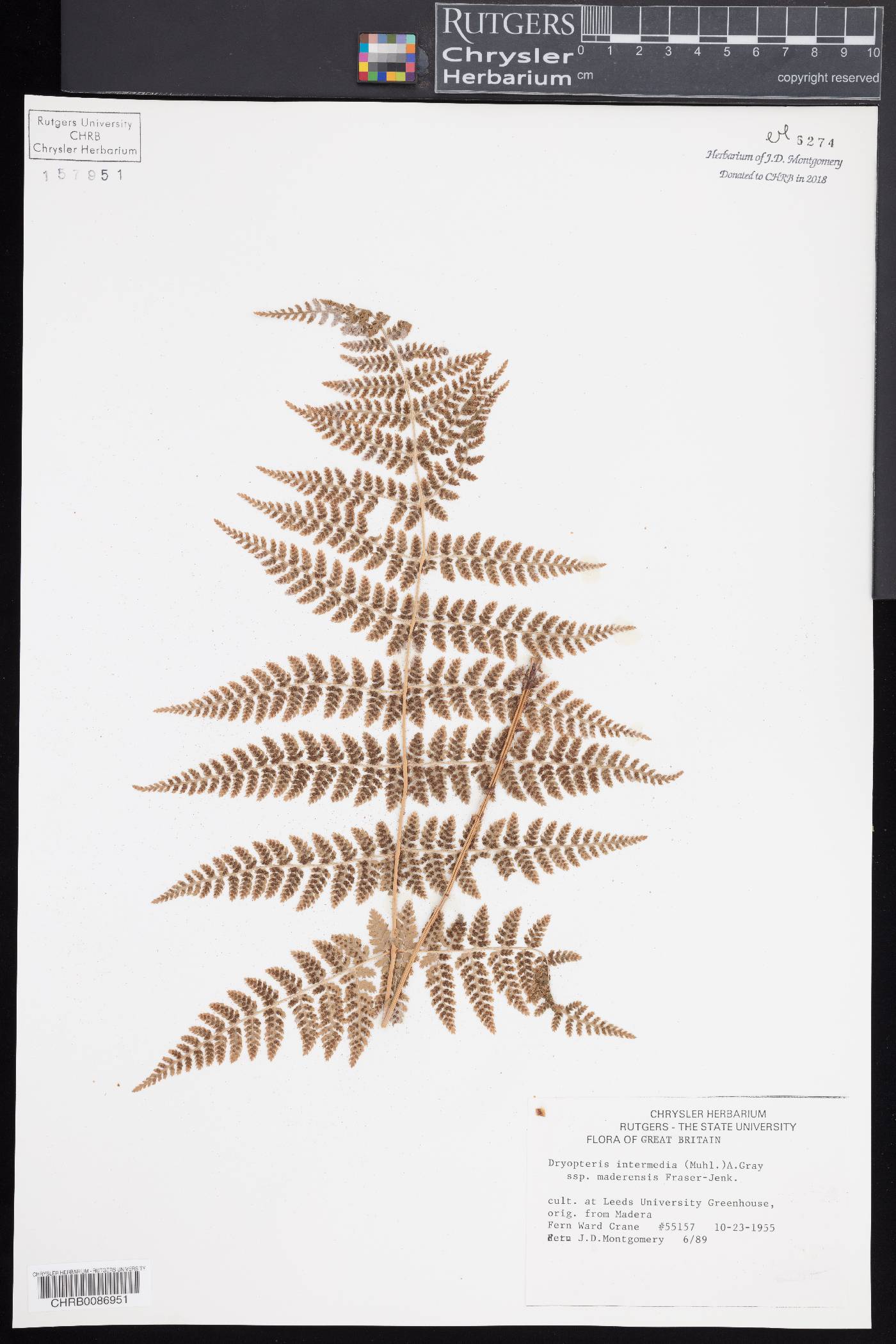 Dryopteris intermedia subsp. maderensis image