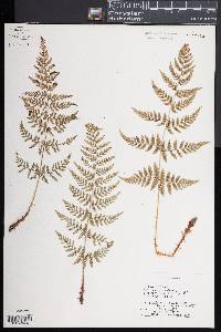 Dryopteris karwinskyana image