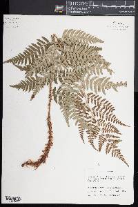 Dryopteris lacera image