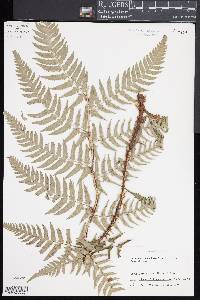 Dryopteris lacera image