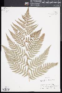 Dryopteris lacera image