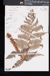 Dryopteris lacera image