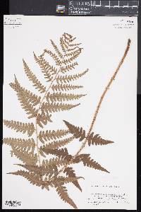 Dryopteris ludoviciana image