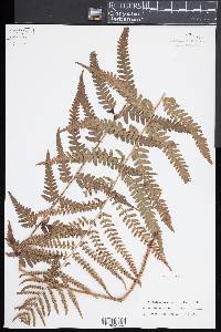 Dryopteris ludoviciana image