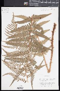 Dryopteris ludoviciana image