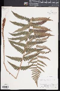 Dryopteris ludoviciana image