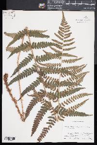 Dryopteris ludoviciana image