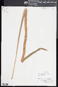 Campyloneurum amphostenon image