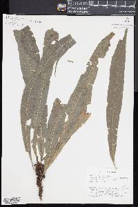 Campyloneurum serpentinum image
